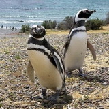 Punta Tombo - Penguins